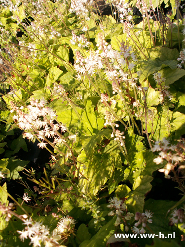 Tiarella wherryi - Klik op de afbeelding om het venster te sluiten