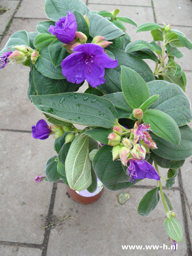 Tibouchina urvilleana - Klik op de afbeelding om het venster te sluiten