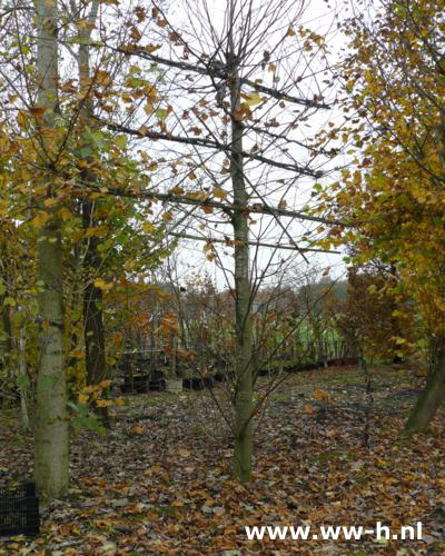 Tilia europaea Pallida Leilinde