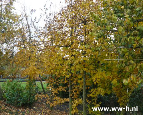 Tilia europaea Pallida Leilinde