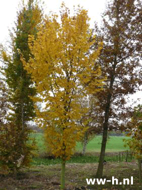 Tilia platyphyllos 'Rubra' - Klik op de afbeelding om het venster te sluiten