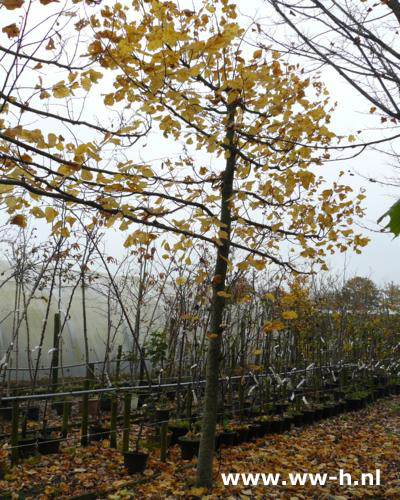 Tilia europaea 'Pallida'