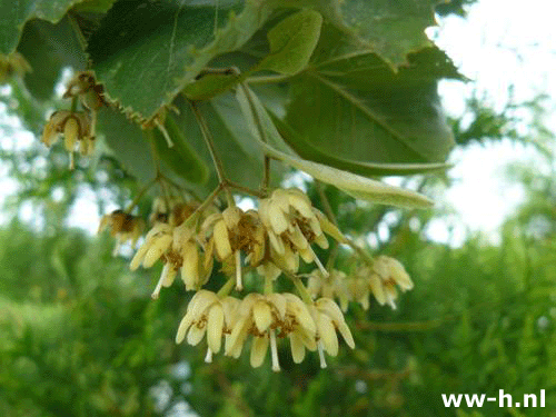 Tilia tomentosa 'Brabant' - Klik op de afbeelding om het venster te sluiten