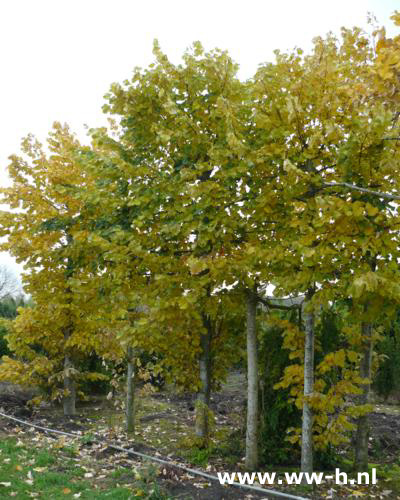 Lei , Bol en Dakbomen