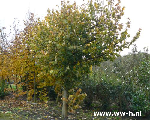 Tilia europaea 'Pallida'