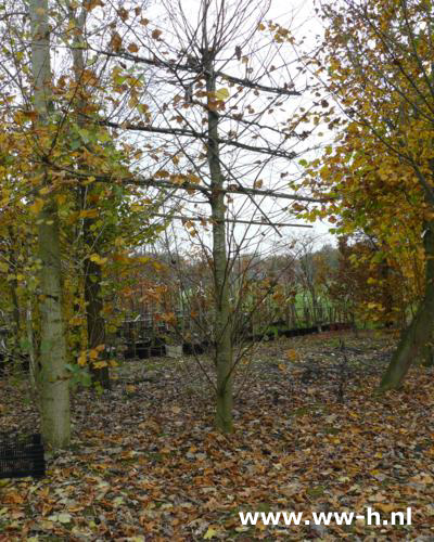 Tilia europaea Pallida Leilinde - Klik op de afbeelding om het venster te sluiten