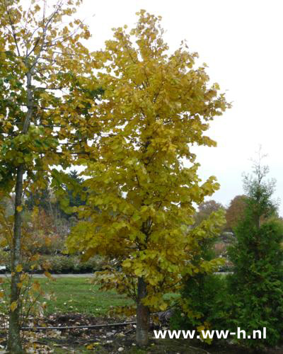 Tilia tomentosa brabant Linde