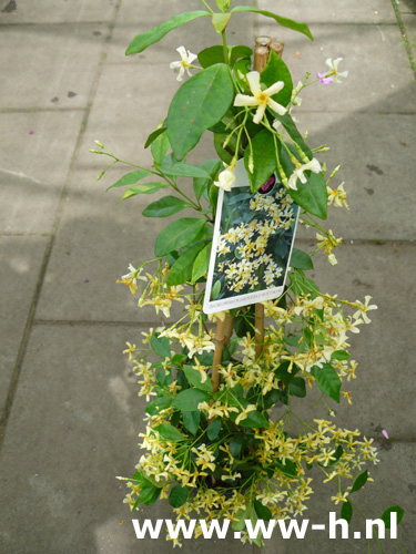 Trachelospermum jasminoides - Klik op de afbeelding om het venster te sluiten