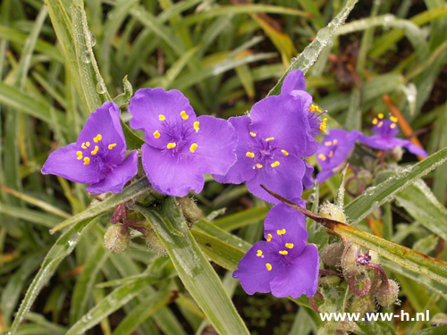 Tradescantia - Klik op de afbeelding om het venster te sluiten