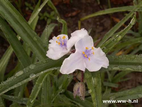 Tradescantia - Klik op de afbeelding om het venster te sluiten