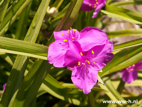 Tradescantia - Klik op de afbeelding om het venster te sluiten