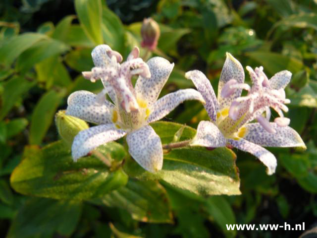 Tricyrtis hirta - Klik op de afbeelding om het venster te sluiten