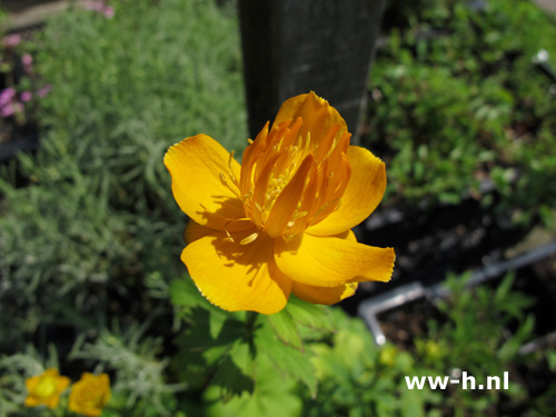 Trollius