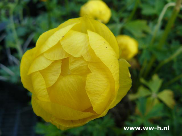 Trollius