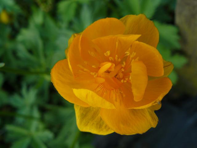 Trollius chinensis