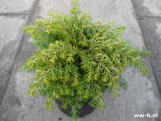 Tsuga canadensis 'Jeddeloh'