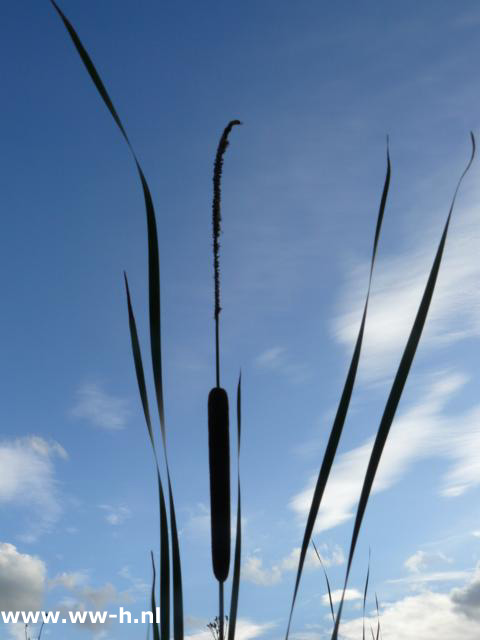 Typha angustifolia - Klik op de afbeelding om het venster te sluiten