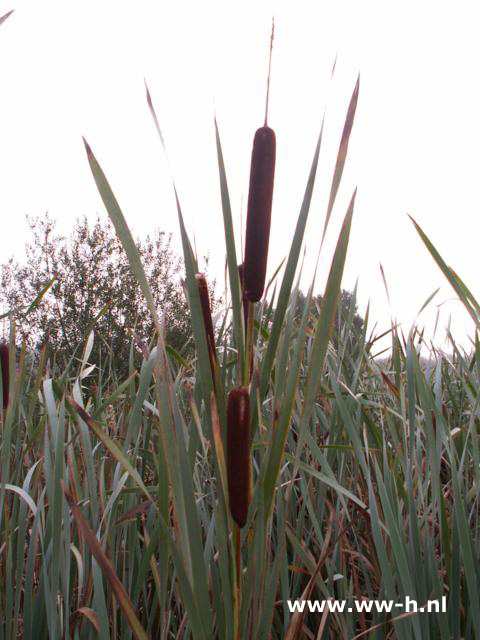 Typha latifolia