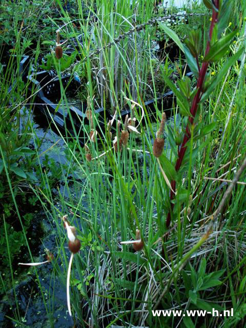 Typha minima - Klik op de afbeelding om het venster te sluiten