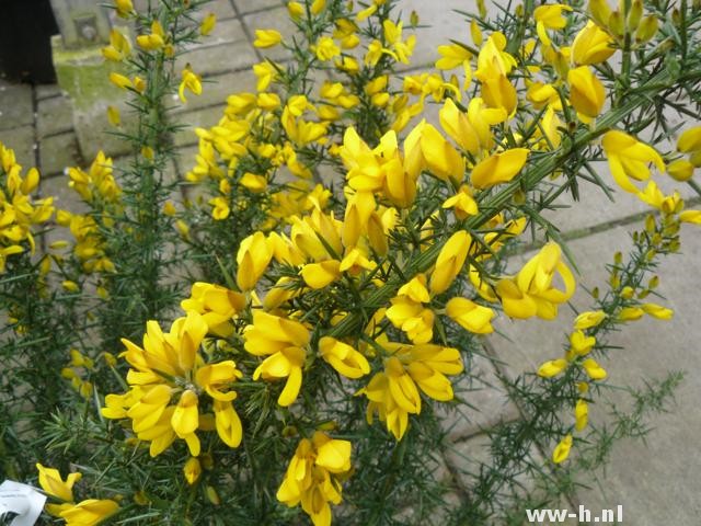 Ulex europaeus Gaspeldoorn pot - Klik op de afbeelding om het venster te sluiten