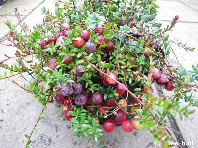 Vaccinium macrocarpon 'Pilgrim'