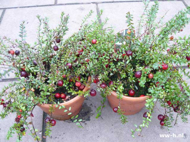 Vaccinium macrocarpon