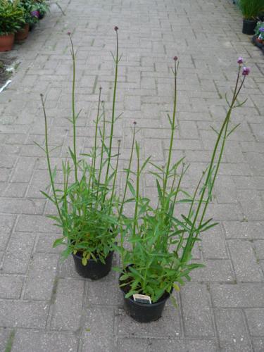 Verbena bonariensis - Klik op de afbeelding om het venster te sluiten