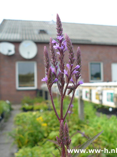 Verbena hastata 'Rosea' - Klik op de afbeelding om het venster te sluiten