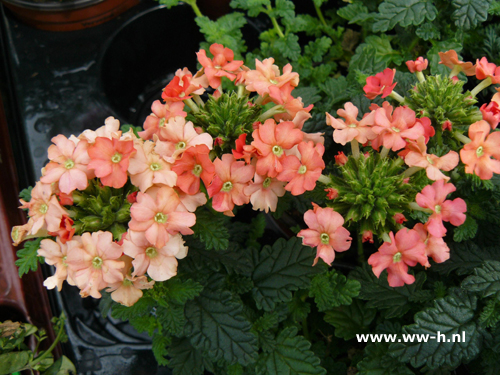 Verbena hybrida Zalm ( IJzerhard )