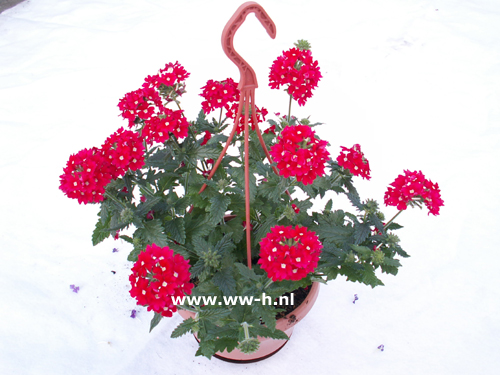 Verbena Rood