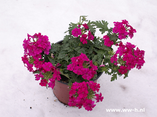 Verbena hybrida rood ijzerhard - Klik op de afbeelding om het venster te sluiten