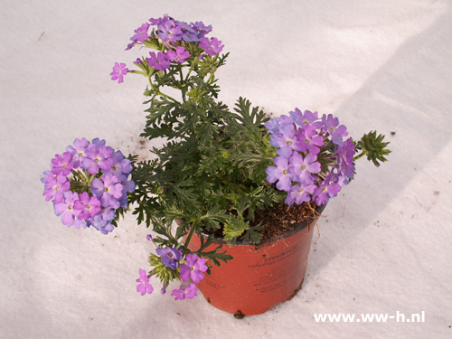 Verbena hybrida violet ( ijzerhard ) - Klik op de afbeelding om het venster te sluiten