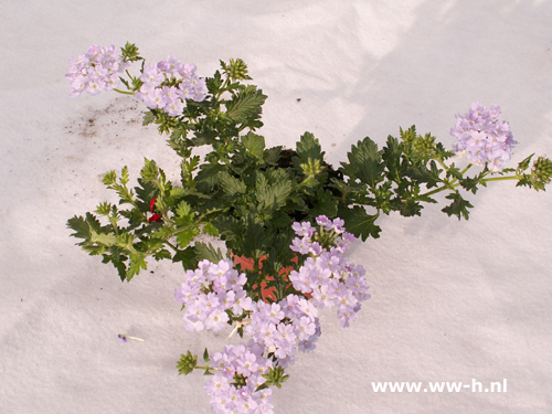 Verbena hybrida wit ( ijzerhard )