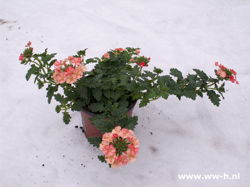 Verbena hybrida zalm ( ijzerhard ) - Klik op de afbeelding om het venster te sluiten