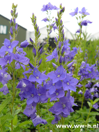 Veronica austriaca