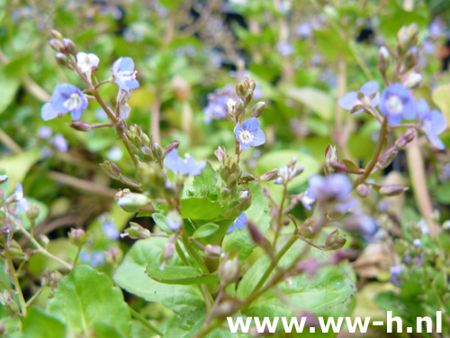 Veronica beccabunga