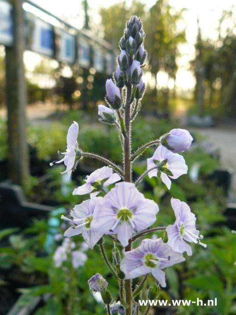 Veronica gentianoides