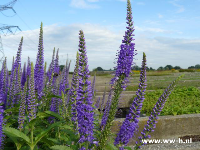 Veronica longifolia - Klik op de afbeelding om het venster te sluiten