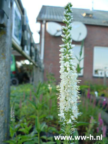 Veronica longifolia