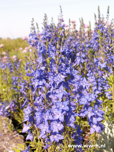 Veronica prostata