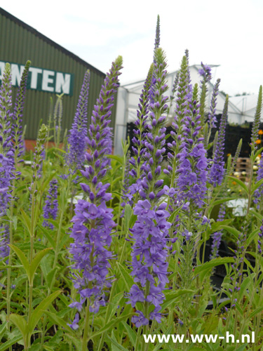 Veronica spicata