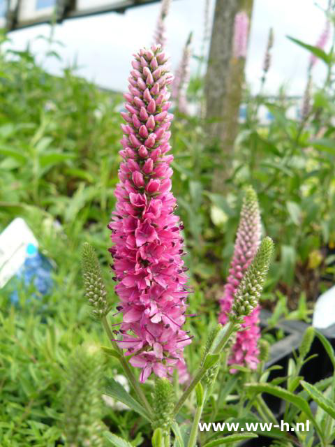 Veronica spicata - Klik op de afbeelding om het venster te sluiten