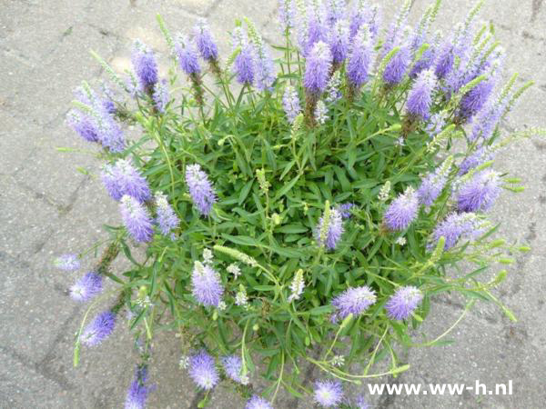 Veronica spicata