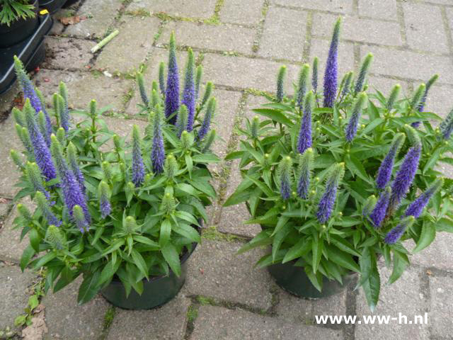 Veronica spicata 'Nana' - Klik op de afbeelding om het venster te sluiten