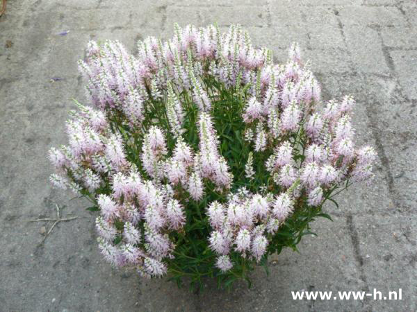 Veronica spicata