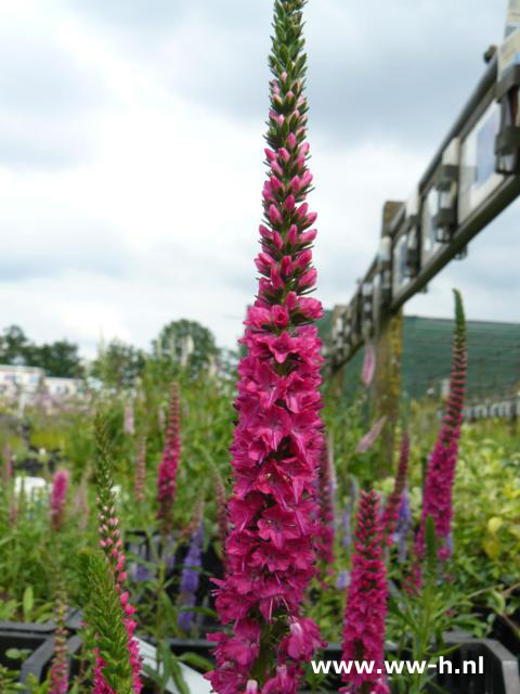 Veronica spicata