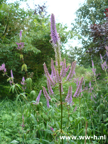 Veronicastrum virginicum