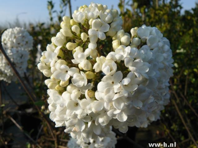 Viburnum 'Eskimo'