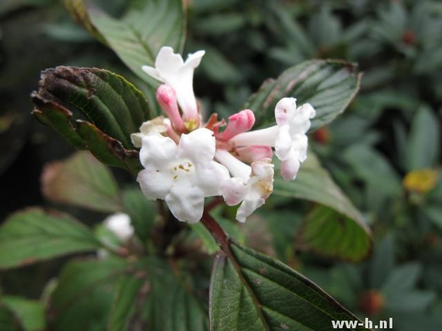 Viburnum bodnantense 'Charles Lamont'