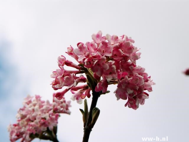 Viburnum bodnantense 'Dawn' Viburnum bodnantense 'Dawn'